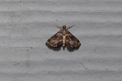 Neargyractis slossonalis