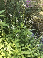 Lysimachia fortunei