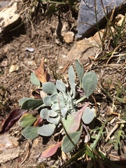 Physaria alpina