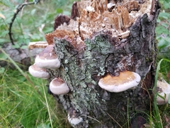 Fomitopsis ochracea