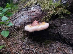 Fomitopsis ochracea