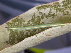 Crypsiphona ocultaria