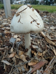 Volvopluteus gloiocephalus