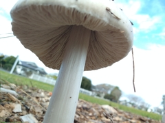 Volvopluteus gloiocephalus