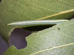 Crypsiphona ocultaria