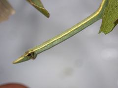 Crypsiphona ocultaria