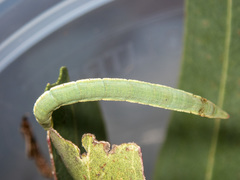 Crypsiphona ocultaria