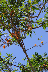 Eucalyptus miniata