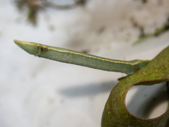 Crypsiphona ocultaria