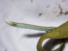 Crypsiphona ocultaria