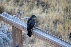 Falco columbarius suckleyi