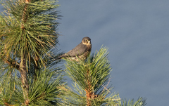 Falco columbarius suckleyi