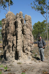 Nasutitermes triodiae