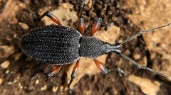 Otiorhynchus cardiniger
