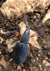 Otiorhynchus cardiniger