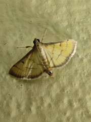 Cnaphalocrocis patnalis
