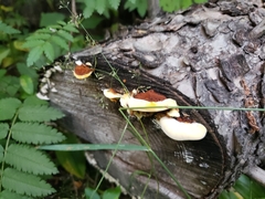Fomitopsis ochracea