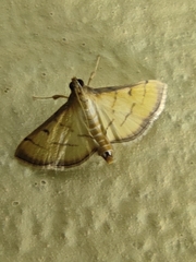 Cnaphalocrocis patnalis