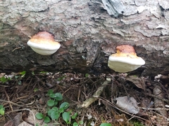 Fomitopsis ochracea