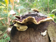 Gloeophyllum sepiarium