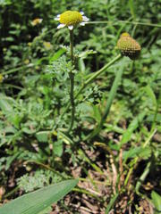Cotula nigellifolia nigellifolia