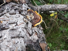 Gloeophyllum sepiarium