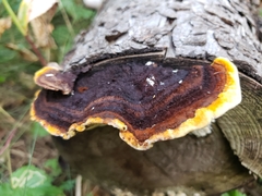 Gloeophyllum sepiarium