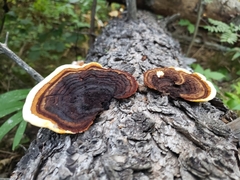 Gloeophyllum sepiarium