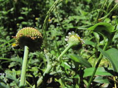 Cotula nigellifolia nigellifolia