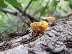 Gloeophyllum sepiarium