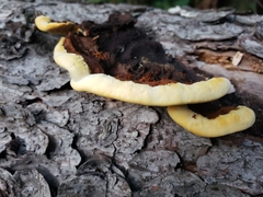 Gloeophyllum sepiarium