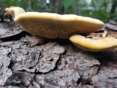 Gloeophyllum sepiarium