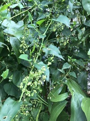 Muehlenbeckia zippelii