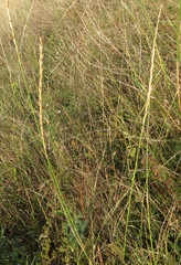 Elymus lolioides