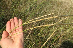 Elymus lolioides
