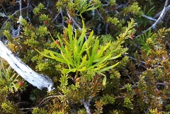 Ranunculus verticillatus