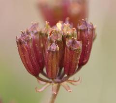 Lichtensteinia trifida trifida