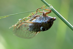 Megatibicen dealbatus