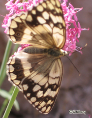 Melanargia larissa