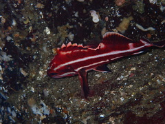 Sebastes ruberrimus