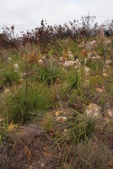Lichtensteinia trifida trifida