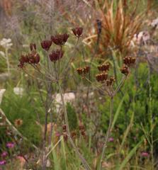 Lichtensteinia trifida trifida