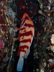 Sebastes nigrocinctus