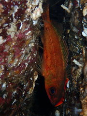 Sebastes emphaeus