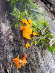 Tremella mesenterica