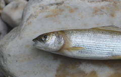 Thymallus thymallus