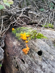 Tremella mesenterica