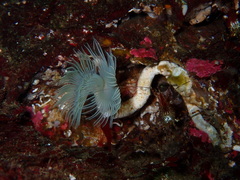 Protula pacifica
