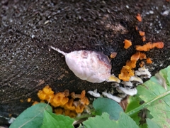 Tremella mesenterica