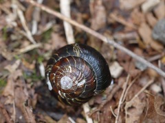 Monadenia subcarinata